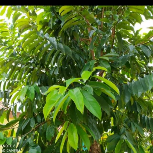 

Daun Sirsak atau Daun Nangka Landa