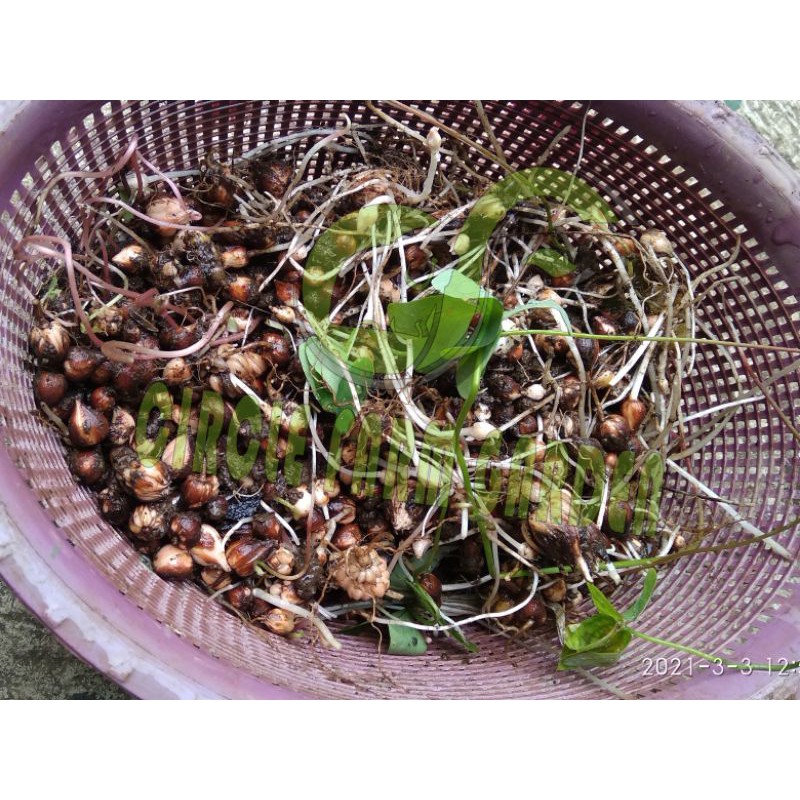 umbi oxalis  hijau bunga ungu