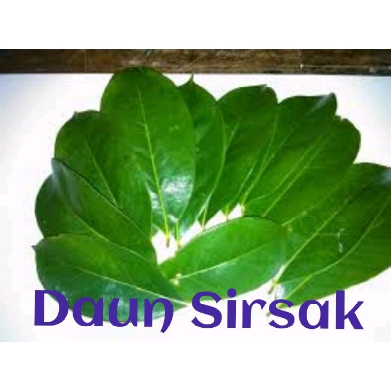 

Daun Sirsak