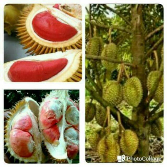 DURIAN MERAH