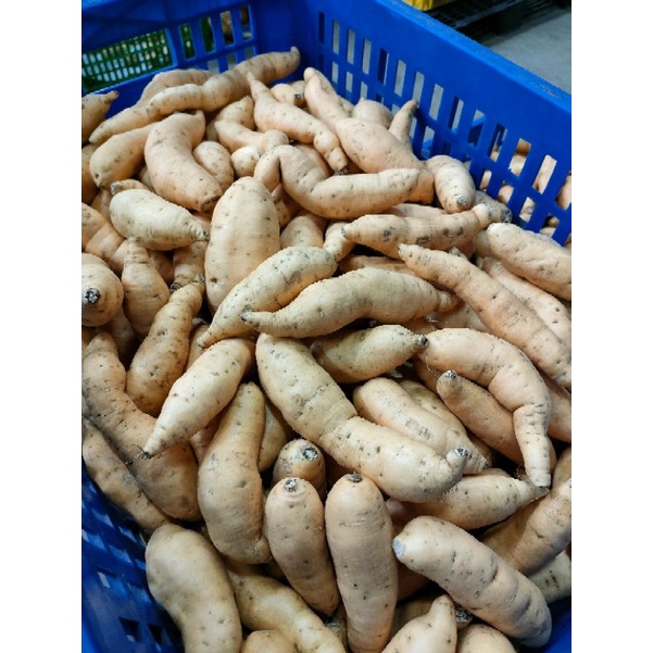 

Ubi Cilembu (Honey Sweet Potato) / 500gr