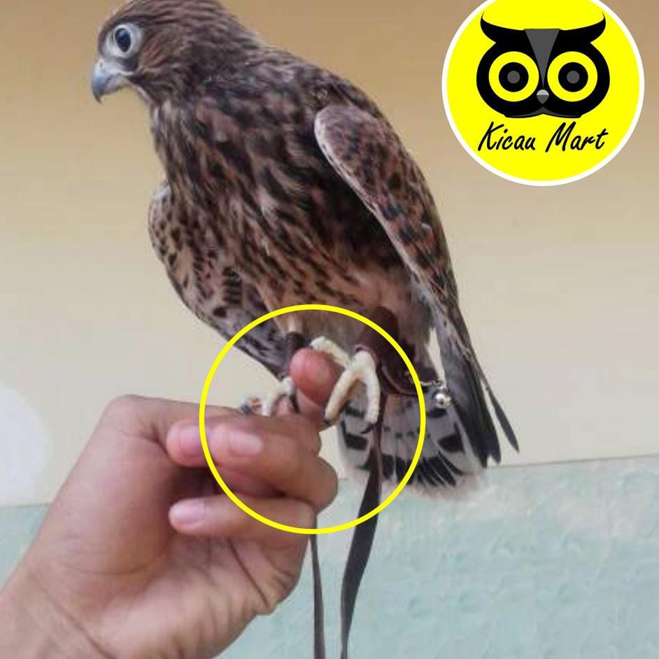 Anak Burung Alap Alap Dialam Bebas Kaskus