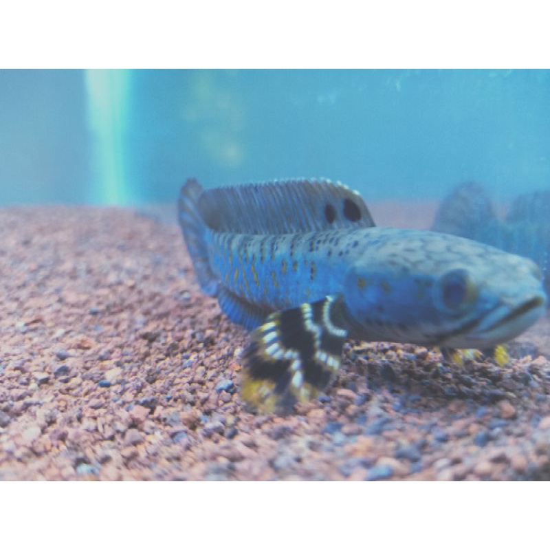 Channa Blue Pulcra Grade A+