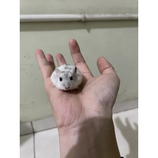hamster winter white ww indukan
