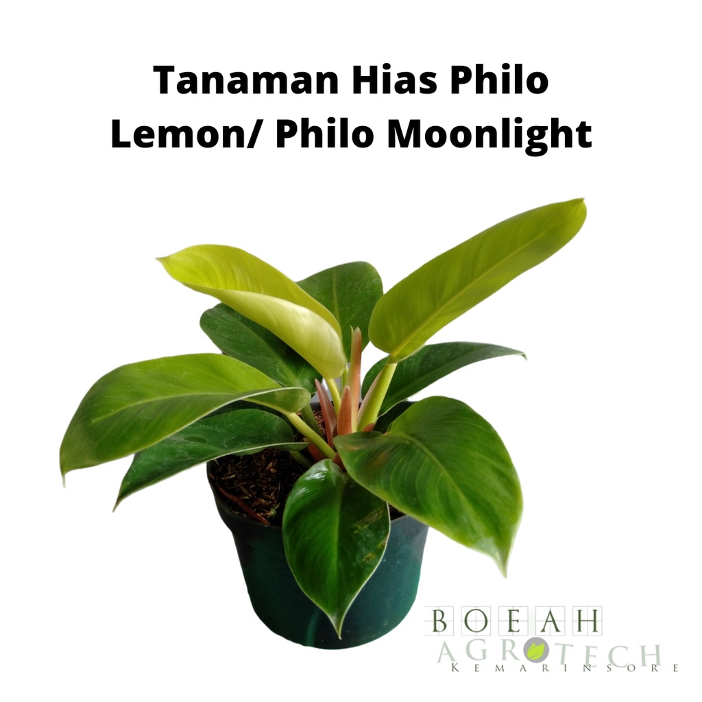 Tanaman Hias Philodendron lemon/ philo lemon/ philo moonlight