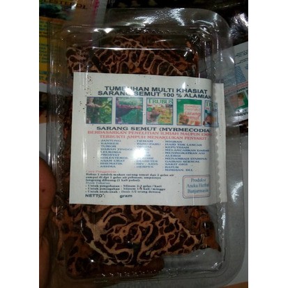 

Sarang semut herbal Kalimantan