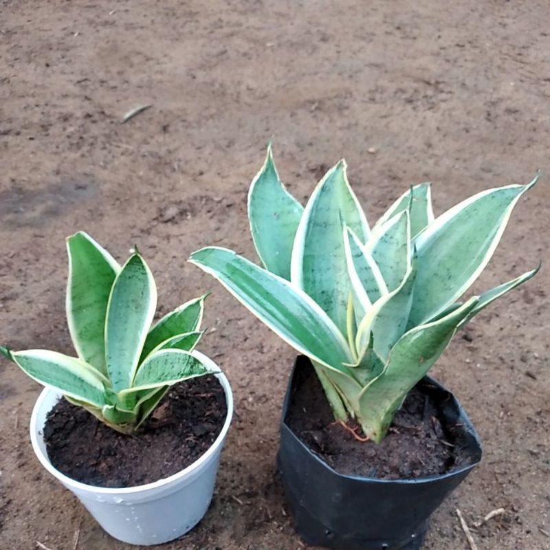 Sansivera mini green silver