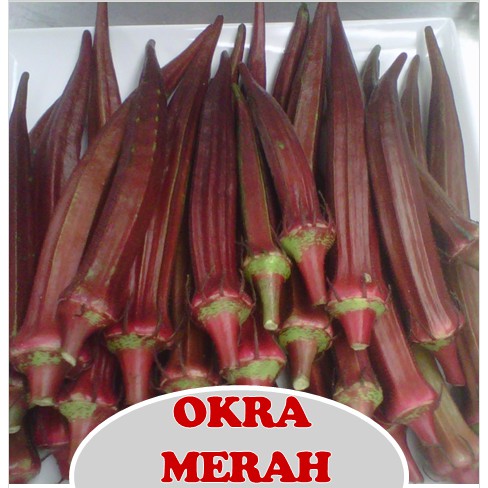 4 Benih RED OCRA F1 import bibit tanaman sayur sayuran Okra Merah ( salad / healthy food / herbal )