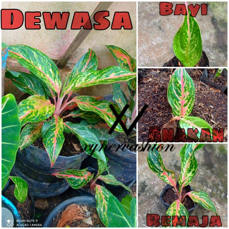 Aglonema Butterfly / Aglaonema Butterfly