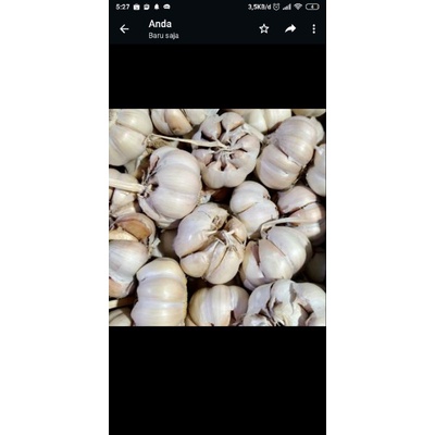 

bawang putih
