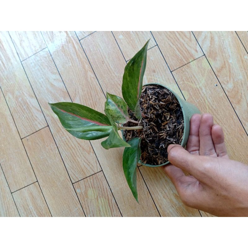 aglaonema Golden Baby - Real Picture tidak ada stock lain.