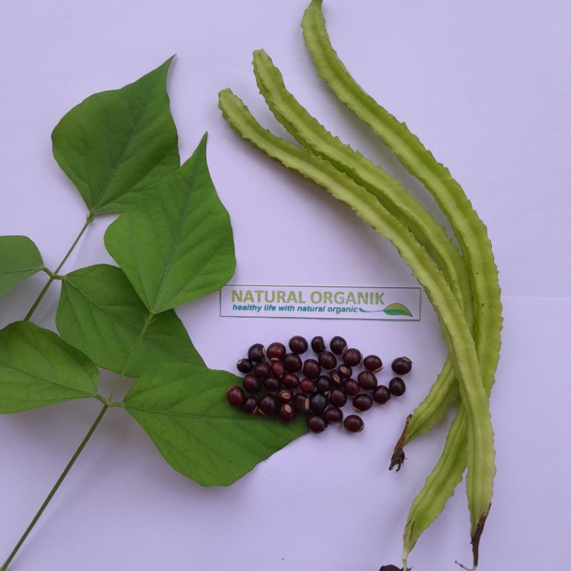 BIBIT KECIPIR PANJANG || 20 BIJI || (COD) BAYAR DITEMPAT || PRODUK NATURAL ORGANIK ASLI