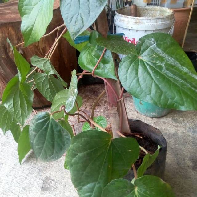 

DAUN SIRIH SEGAR 800