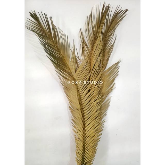 DAUN SIKAS KERING SIKAS MAWAR JAMBE Shopee Indonesia DAUN SIKAS KERING SIKAS MAWAR JAMBE Shopee Indonesia