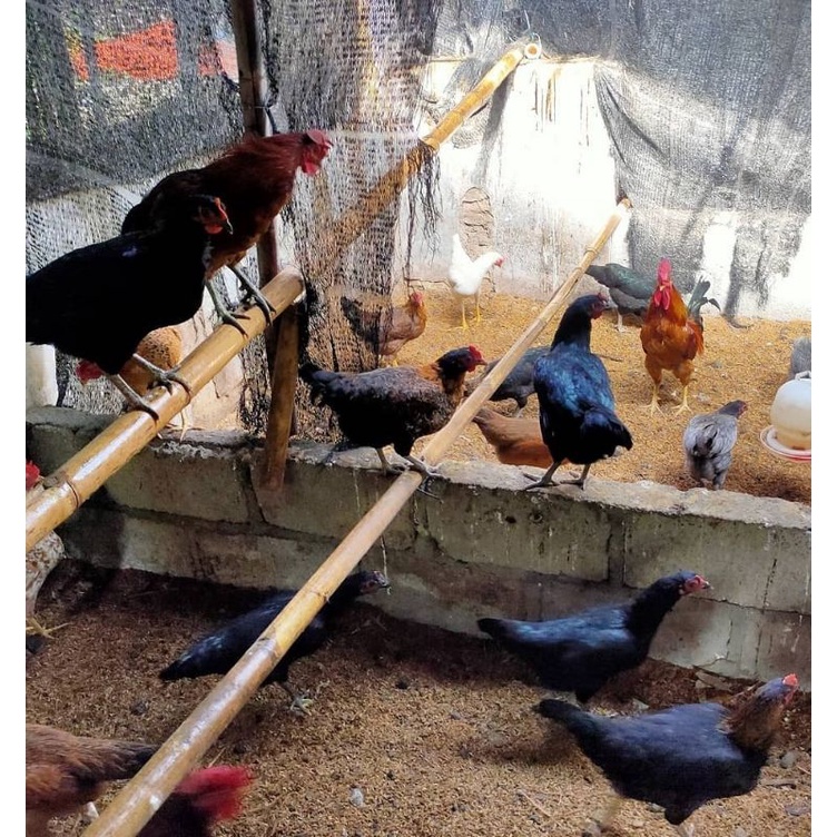 FGFG56846 BERGARANSI !!! TELUR FERTIL AYAM KUB - TELUR TETAS AYAM KUB 1 DAN KUB 2 - TELUR AYAM