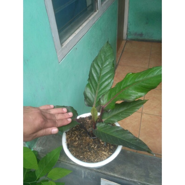 #Antorium Black Beauty