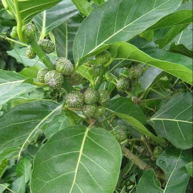 

DAUN AWAR - AWAR SEGAR 500 GRAM