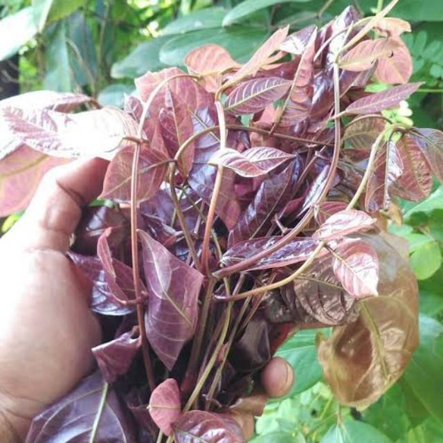 

Daun Jengkol Segar 500gr Herbal