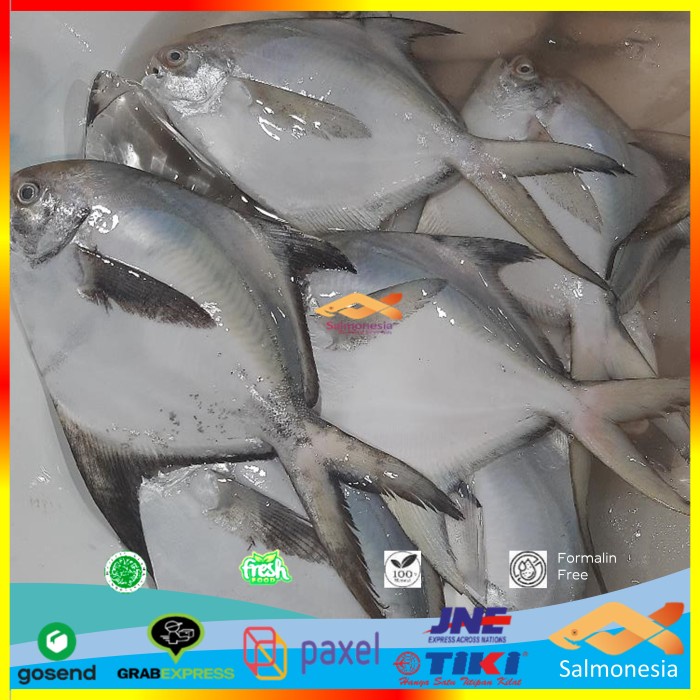 

Ikan Segar Pilihan Bawal Putih Bisa Request bersih sisik 500 gram