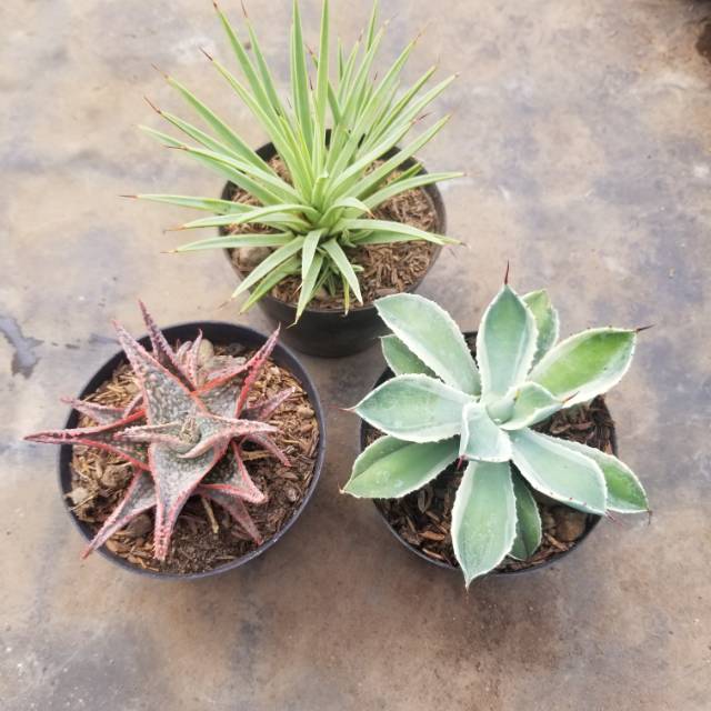 Paket gasteria x aloevera