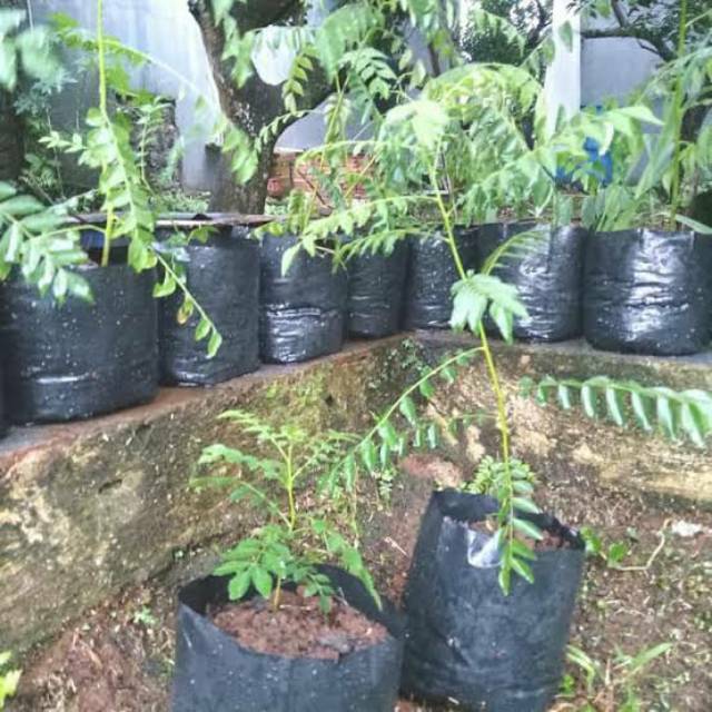 BIBIT SALAM KOJA DAUN KARI