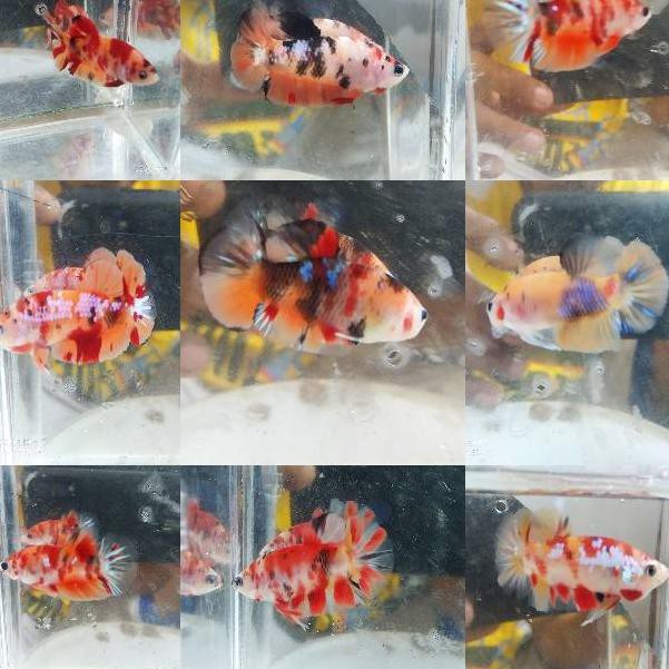 

PLAKAT NEMO, KOI & FANCY (KODE V5394)