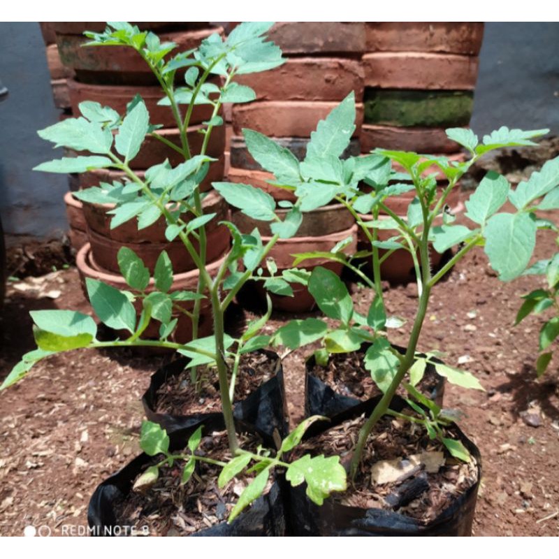 Bibit Pohon Tomat Tanaman | Pohon Tomat Sayur