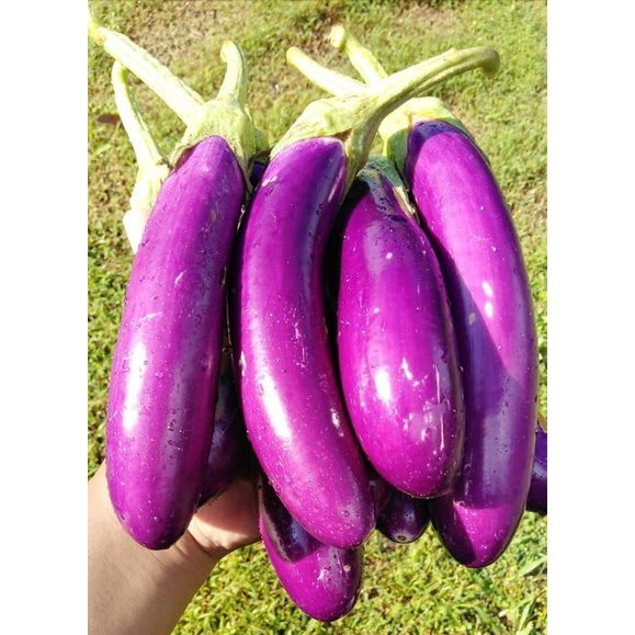 

buah sayur terong fresh