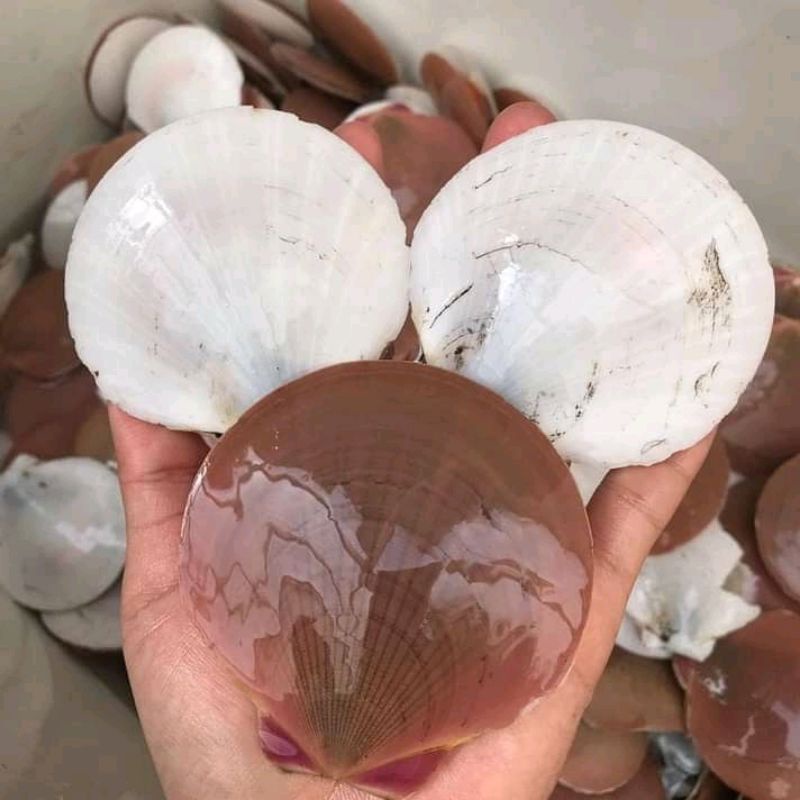 

KERANG SIMPING fresh