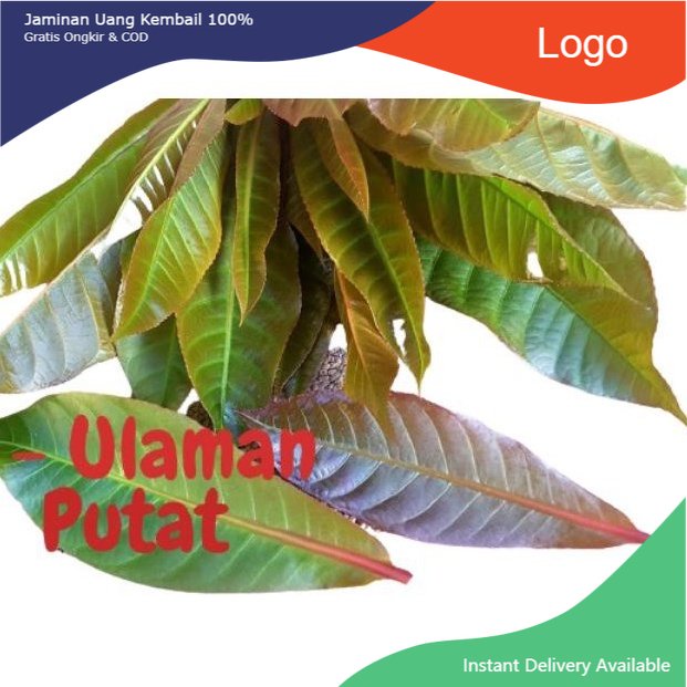 

Promo 1kg Daun Pucuk Putat fresh