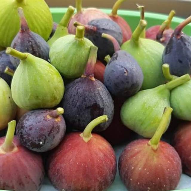 

Buah tin