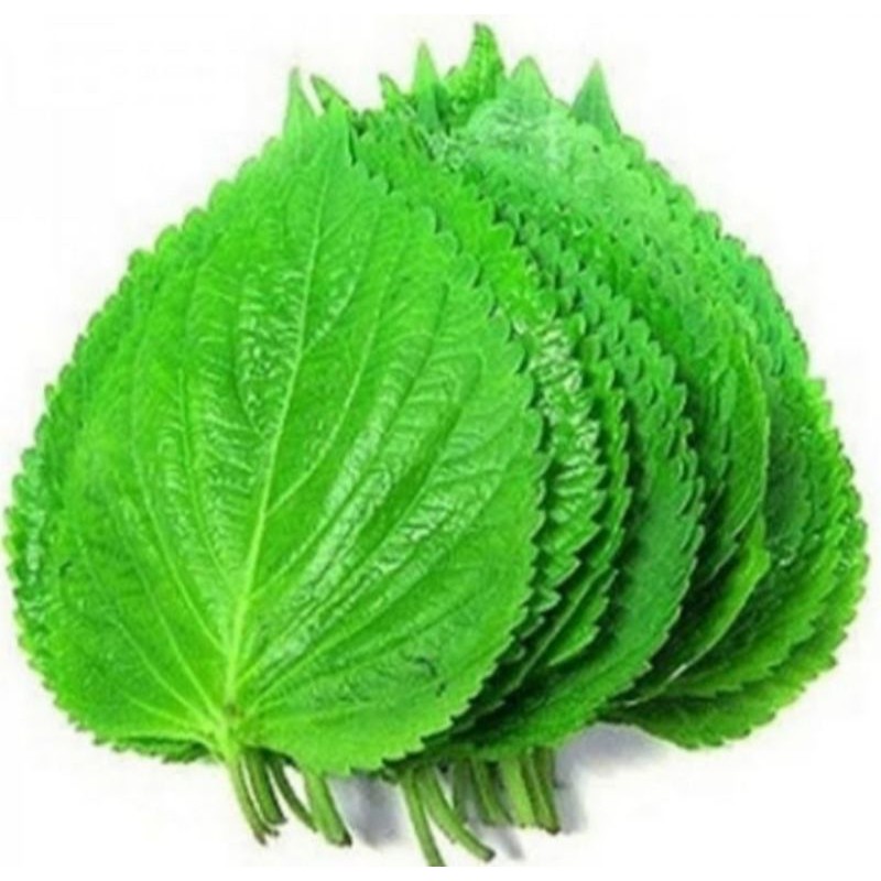 

Perila Leaf Fresh/ Daun Wijen Muda Untuk Bungkusan BBQ 100gr