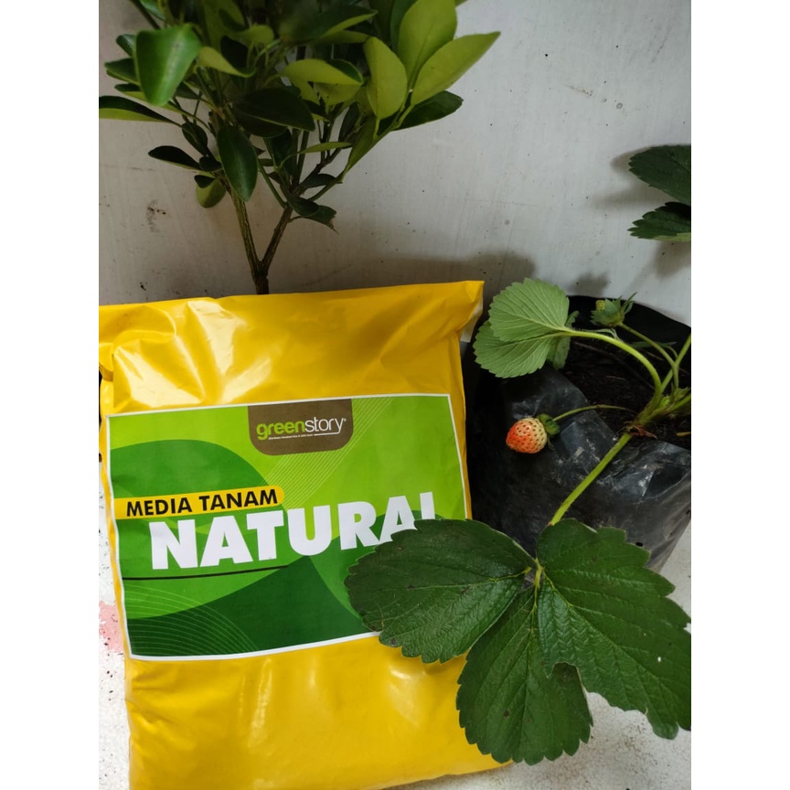 MEDIA TANAM TANAH ORGANIK