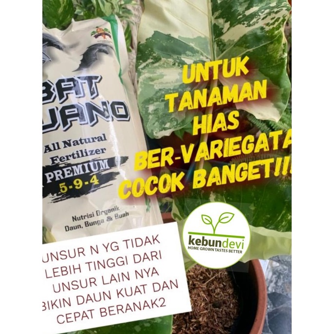 TERBARU Pupuk organik Bat Guano / Bat Guano / guano