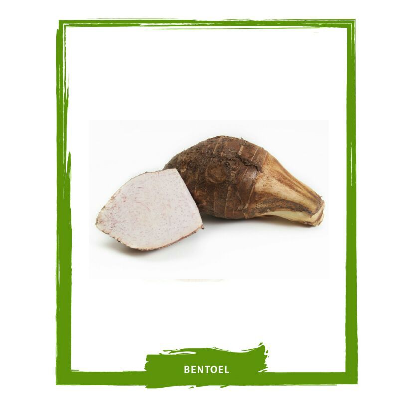 

Bentoel / Bentol /Ubi Ubian Segar On Mallahrizwa