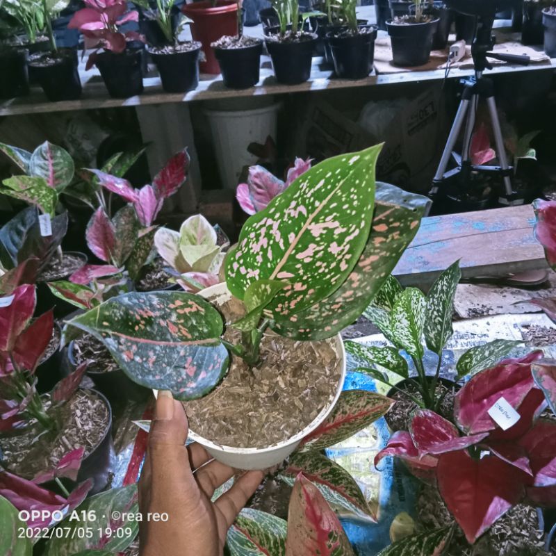 aglonema pink dalmation remaja
