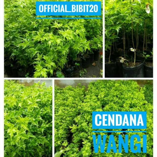 Kayu Cendana Wangi || Tanaman Kayu Cendana Bali