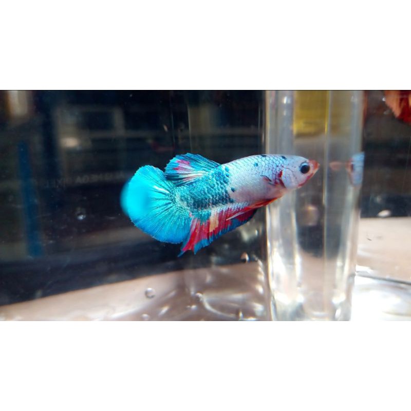 INDUKAN IKAN CUPANG JANTAN/BETINA/1 PAIR (SEPASANG)