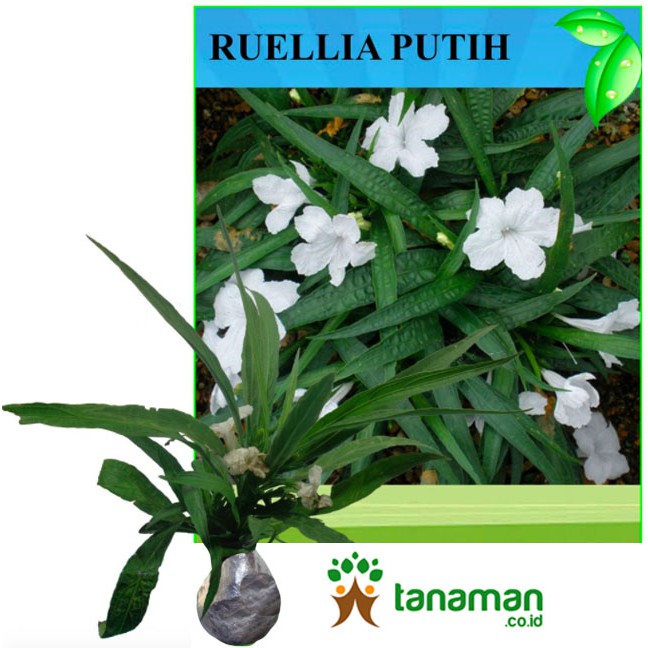 Bibit Tanaman Ruellia Putih