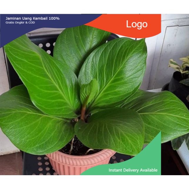 Anthurium Jemani Cobra / Bibit Anthurium Jemani Cobra