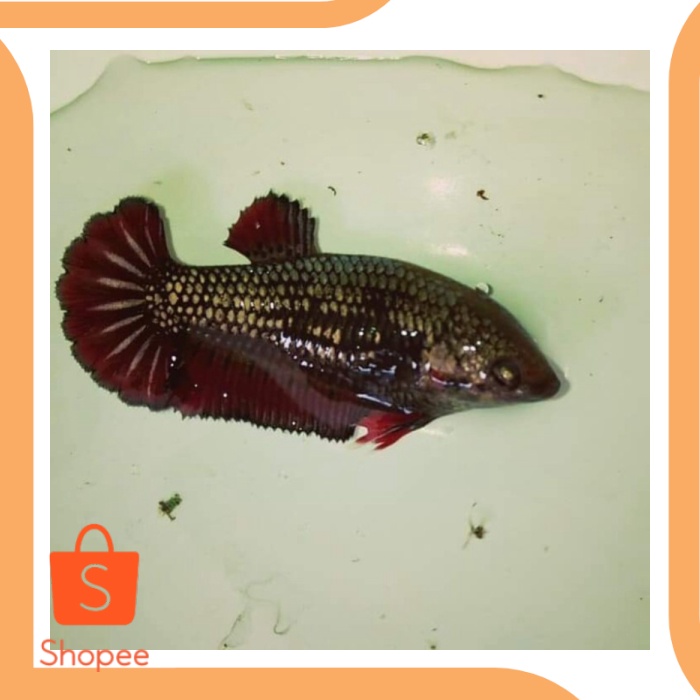 Unik tools n parts cupang hias female bahan avatar cooper gold 8N0vZ1 Murah