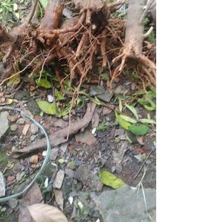 ☉ bahan bonsai sancang ori dongkelan ☪