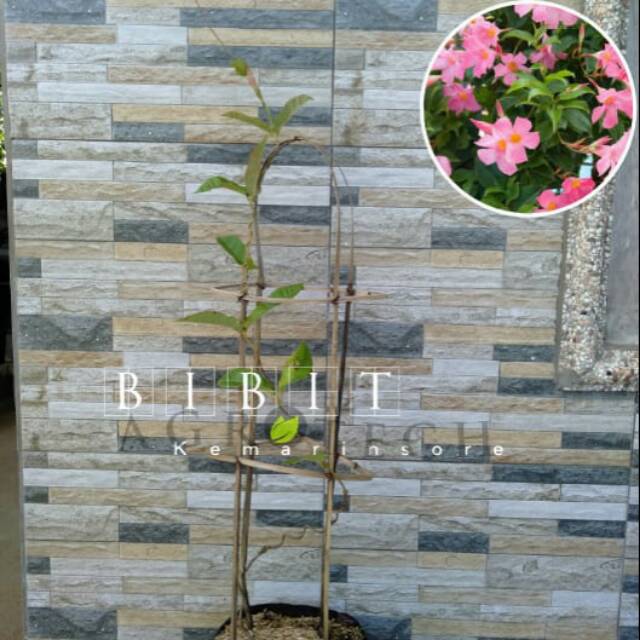 Tanaman Hias Impor Mandevilla Pink