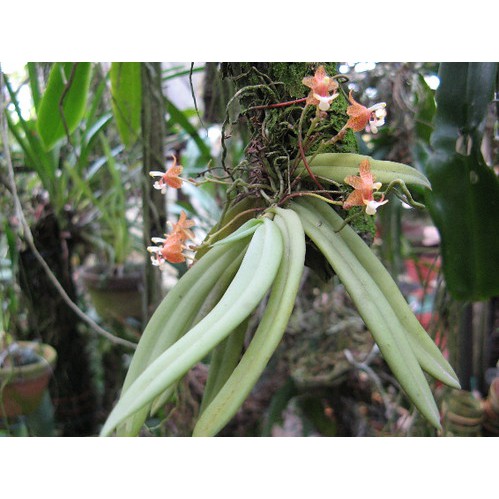 grosourdya appendiculata - anggrek mini - angrek tempel