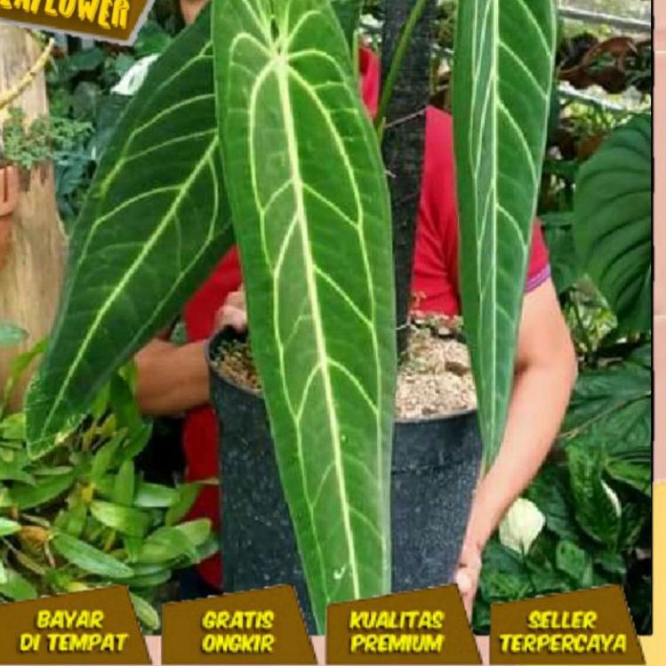 Tren Kekinian.. ANTURIUM KUPING GAJAH waroquean (lidah gajah)