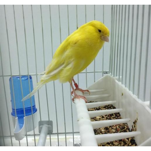 BURUNG KENARI YORKSHIRE YS IMPORT RING DKB TKF DLL 2019-2020 BUNYI GACOR JANTAN MUDA