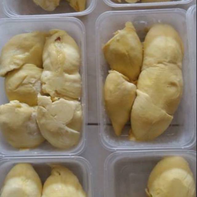 

Durian Montong Palu / Duren Montong Sulawesi