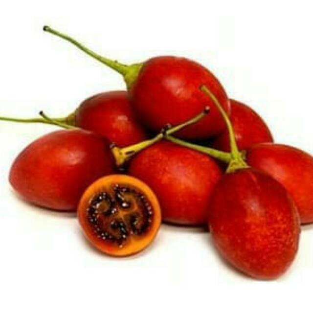 Bibit tanaman terong belanda - terong selai