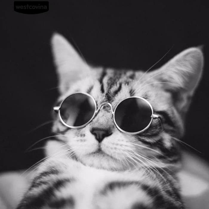 29+ Gambar Keren Kucing - Gambar Keren HD