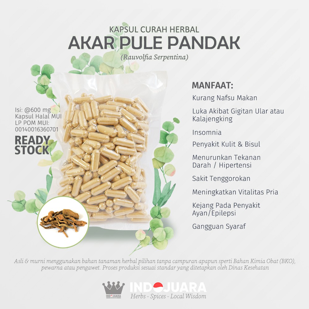 

AKAR PULE PANDAK 100 Kapsul Curah Herbal Vitalitas Hepatitis Hernia Gangguan Syaraf Hipertensi 600mg